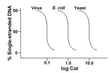 Courbe Cot virus bactérie levure